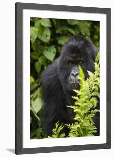 Africa. Rwanda. Female mountain gorilla at Volcanoes National Park.-Ralph H^ Bendjebar-Framed Photographic Print