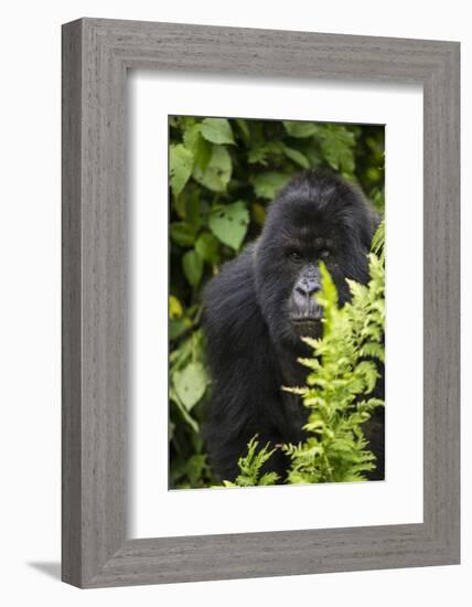 Africa. Rwanda. Female mountain gorilla at Volcanoes National Park.-Ralph H^ Bendjebar-Framed Photographic Print