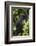 Africa. Rwanda. Female mountain gorilla at Volcanoes National Park.-Ralph H^ Bendjebar-Framed Photographic Print