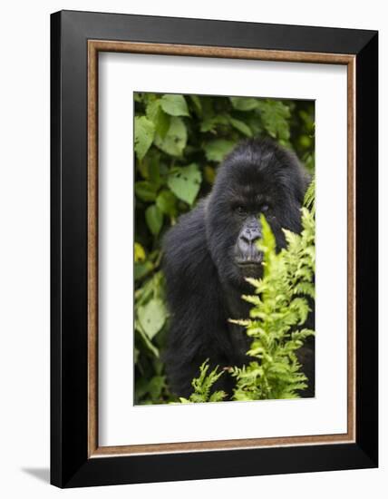 Africa. Rwanda. Female mountain gorilla at Volcanoes National Park.-Ralph H^ Bendjebar-Framed Photographic Print