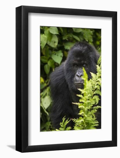 Africa. Rwanda. Female mountain gorilla at Volcanoes National Park.-Ralph H^ Bendjebar-Framed Photographic Print