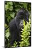 Africa. Rwanda. Female mountain gorilla at Volcanoes National Park.-Ralph H^ Bendjebar-Mounted Photographic Print