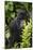 Africa. Rwanda. Female mountain gorilla at Volcanoes National Park.-Ralph H^ Bendjebar-Mounted Photographic Print