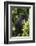 Africa. Rwanda. Female mountain gorilla at Volcanoes National Park.-Ralph H^ Bendjebar-Framed Photographic Print