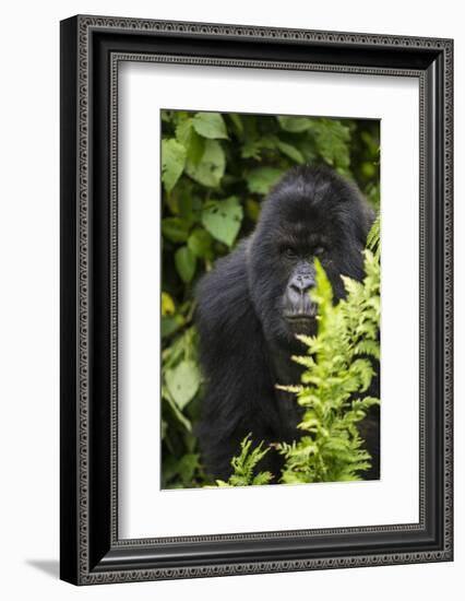 Africa. Rwanda. Female mountain gorilla at Volcanoes National Park.-Ralph H^ Bendjebar-Framed Photographic Print