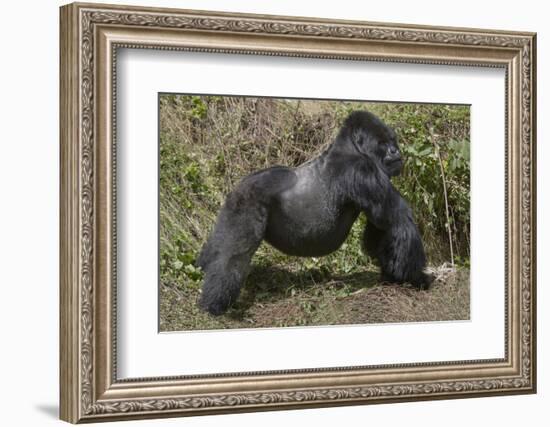 Africa, Rwanda, Volcanoes National Park. Blackback gorilla showing his powerful body.-Ellen Goff-Framed Photographic Print