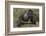 Africa, Rwanda, Volcanoes National Park. Blackback gorilla showing his powerful body.-Ellen Goff-Framed Photographic Print