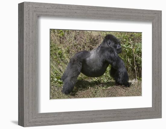 Africa, Rwanda, Volcanoes National Park. Blackback gorilla showing his powerful body.-Ellen Goff-Framed Photographic Print