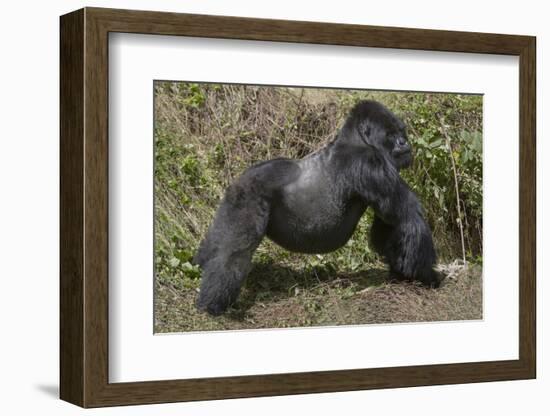 Africa, Rwanda, Volcanoes National Park. Blackback gorilla showing his powerful body.-Ellen Goff-Framed Photographic Print