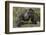 Africa, Rwanda, Volcanoes National Park. Blackback gorilla showing his powerful body.-Ellen Goff-Framed Photographic Print