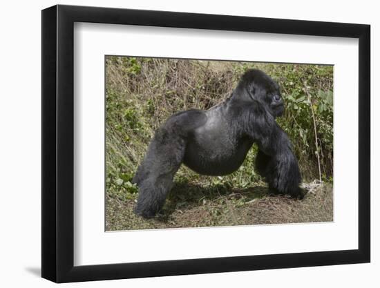 Africa, Rwanda, Volcanoes National Park. Blackback gorilla showing his powerful body.-Ellen Goff-Framed Photographic Print