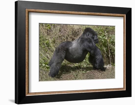 Africa, Rwanda, Volcanoes National Park. Blackback gorilla showing his powerful body.-Ellen Goff-Framed Photographic Print