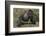 Africa, Rwanda, Volcanoes National Park. Blackback gorilla showing his powerful body.-Ellen Goff-Framed Photographic Print