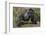 Africa, Rwanda, Volcanoes National Park. Blackback gorilla showing his powerful body.-Ellen Goff-Framed Photographic Print