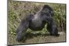 Africa, Rwanda, Volcanoes National Park. Blackback gorilla showing his powerful body.-Ellen Goff-Mounted Photographic Print