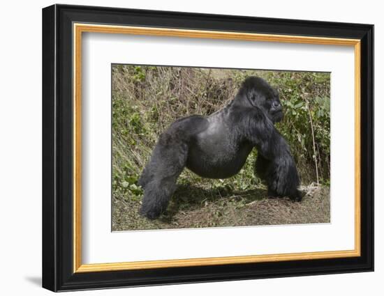 Africa, Rwanda, Volcanoes National Park. Blackback gorilla showing his powerful body.-Ellen Goff-Framed Photographic Print