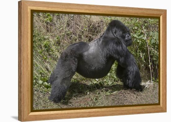 Africa, Rwanda, Volcanoes National Park. Blackback gorilla showing his powerful body.-Ellen Goff-Framed Premier Image Canvas