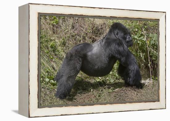 Africa, Rwanda, Volcanoes National Park. Blackback gorilla showing his powerful body.-Ellen Goff-Framed Premier Image Canvas