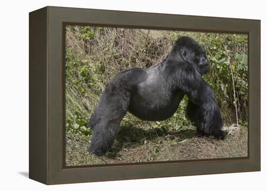 Africa, Rwanda, Volcanoes National Park. Blackback gorilla showing his powerful body.-Ellen Goff-Framed Premier Image Canvas