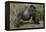 Africa, Rwanda, Volcanoes National Park. Blackback gorilla showing his powerful body.-Ellen Goff-Framed Premier Image Canvas