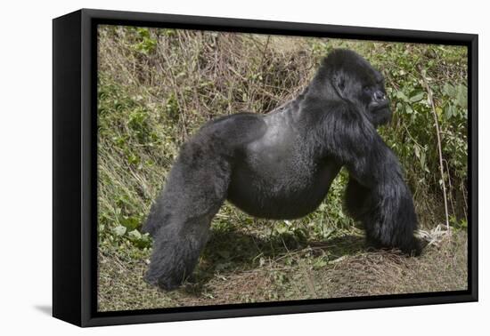 Africa, Rwanda, Volcanoes National Park. Blackback gorilla showing his powerful body.-Ellen Goff-Framed Premier Image Canvas