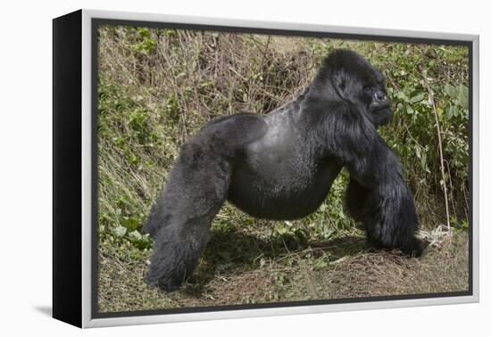 Africa, Rwanda, Volcanoes National Park. Blackback gorilla showing his powerful body.-Ellen Goff-Framed Premier Image Canvas