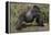 Africa, Rwanda, Volcanoes National Park. Blackback gorilla showing his powerful body.-Ellen Goff-Framed Premier Image Canvas