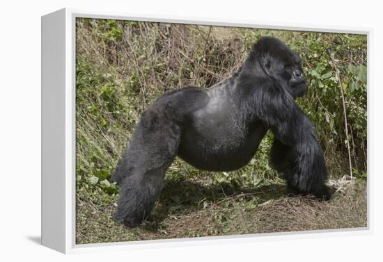 Africa, Rwanda, Volcanoes National Park. Blackback gorilla showing his powerful body.-Ellen Goff-Framed Premier Image Canvas