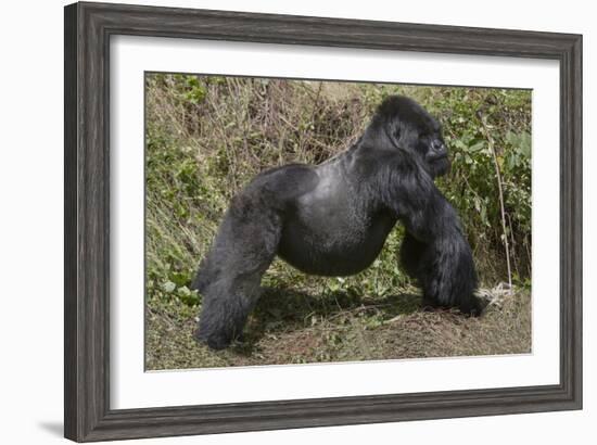 Africa, Rwanda, Volcanoes National Park. Blackback gorilla showing his powerful body.-Ellen Goff-Framed Photographic Print
