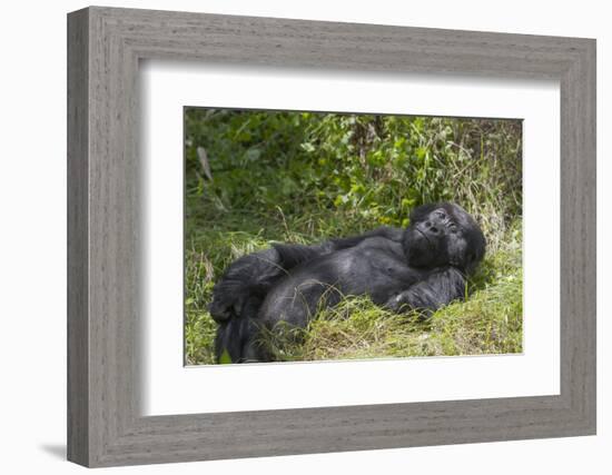 Africa, Rwanda, Volcanoes National Park. Blackback gorilla watching us.-Ellen Goff-Framed Photographic Print