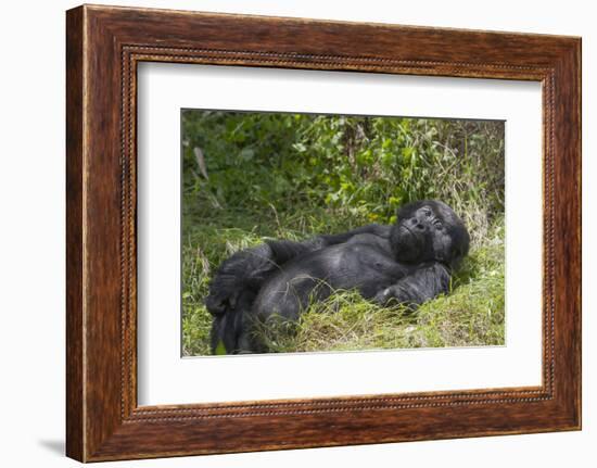 Africa, Rwanda, Volcanoes National Park. Blackback gorilla watching us.-Ellen Goff-Framed Photographic Print