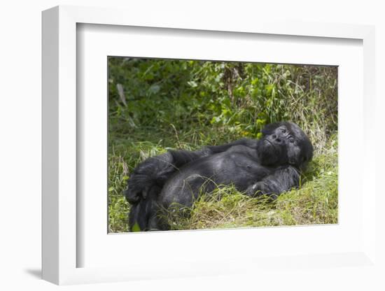 Africa, Rwanda, Volcanoes National Park. Blackback gorilla watching us.-Ellen Goff-Framed Photographic Print