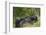 Africa, Rwanda, Volcanoes National Park. Blackback gorilla watching us.-Ellen Goff-Framed Photographic Print