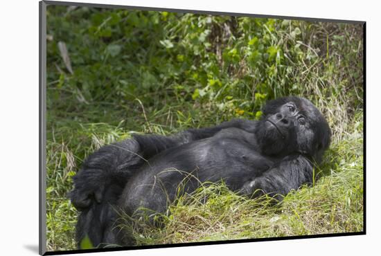 Africa, Rwanda, Volcanoes National Park. Blackback gorilla watching us.-Ellen Goff-Mounted Photographic Print