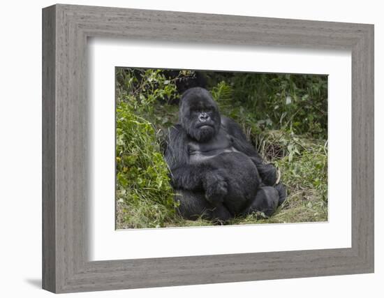 Africa, Rwanda, Volcanoes National Park. Blackback gorilla watching us.-Ellen Goff-Framed Photographic Print