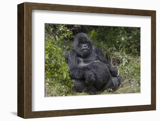 Africa, Rwanda, Volcanoes National Park. Blackback gorilla watching us.-Ellen Goff-Framed Photographic Print