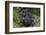 Africa, Rwanda, Volcanoes National Park. Blackback gorilla watching us.-Ellen Goff-Framed Photographic Print