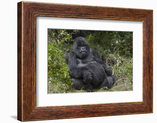 Africa, Rwanda, Volcanoes National Park. Blackback gorilla watching us.-Ellen Goff-Framed Photographic Print