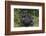 Africa, Rwanda, Volcanoes National Park. Blackback gorilla watching us.-Ellen Goff-Framed Photographic Print