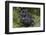 Africa, Rwanda, Volcanoes National Park. Blackback gorilla watching us.-Ellen Goff-Framed Photographic Print