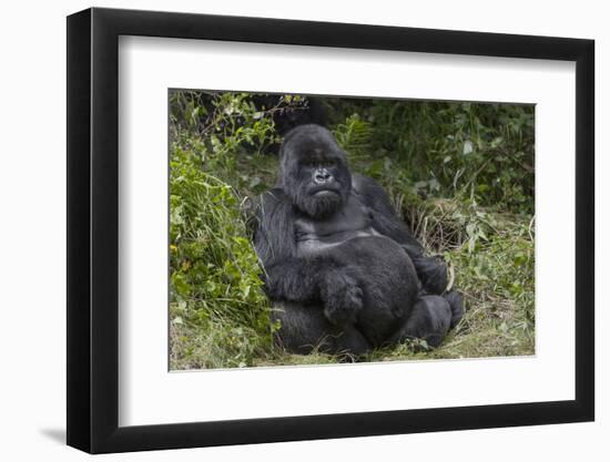 Africa, Rwanda, Volcanoes National Park. Blackback gorilla watching us.-Ellen Goff-Framed Photographic Print