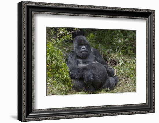 Africa, Rwanda, Volcanoes National Park. Blackback gorilla watching us.-Ellen Goff-Framed Photographic Print