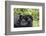 Africa, Rwanda, Volcanoes National Park. Female mountain gorilla cuddling its young.-Ellen Goff-Framed Photographic Print