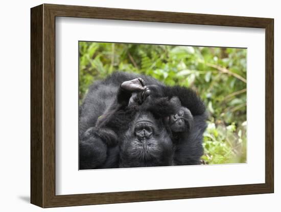 Africa, Rwanda, Volcanoes National Park. Female mountain gorilla cuddling its young.-Ellen Goff-Framed Photographic Print