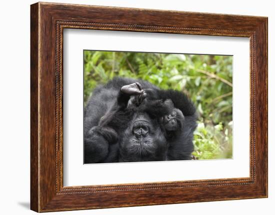 Africa, Rwanda, Volcanoes National Park. Female mountain gorilla cuddling its young.-Ellen Goff-Framed Photographic Print