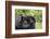 Africa, Rwanda, Volcanoes National Park. Female mountain gorilla cuddling its young.-Ellen Goff-Framed Photographic Print