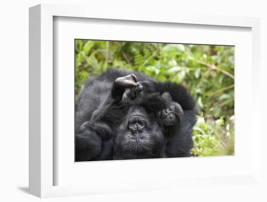 Africa, Rwanda, Volcanoes National Park. Female mountain gorilla cuddling its young.-Ellen Goff-Framed Photographic Print