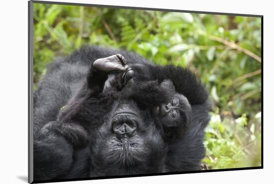 Africa, Rwanda, Volcanoes National Park. Female mountain gorilla cuddling its young.-Ellen Goff-Mounted Photographic Print