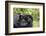 Africa, Rwanda, Volcanoes National Park. Female mountain gorilla cuddling its young.-Ellen Goff-Framed Photographic Print