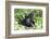 Africa, Rwanda, Volcanoes National Park. Female mountain gorilla looking through thick foliage.-Ellen Goff-Framed Photographic Print